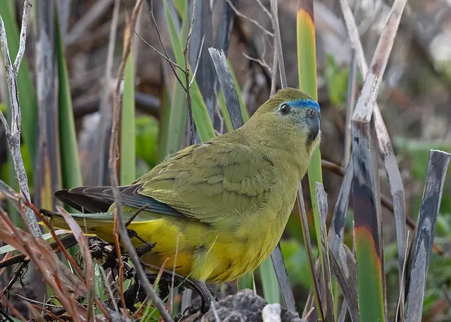 Rock parrot