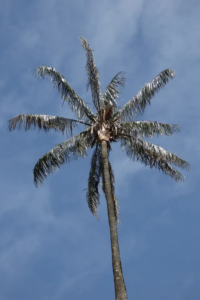 Céroxyle de Quindío ou Palmier à cire du Quindío