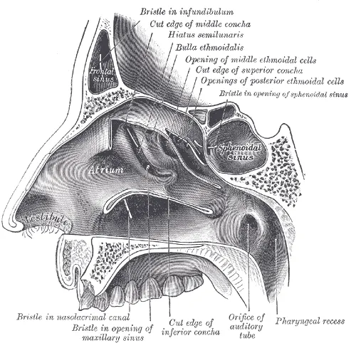 Ethmoidal infundibulum