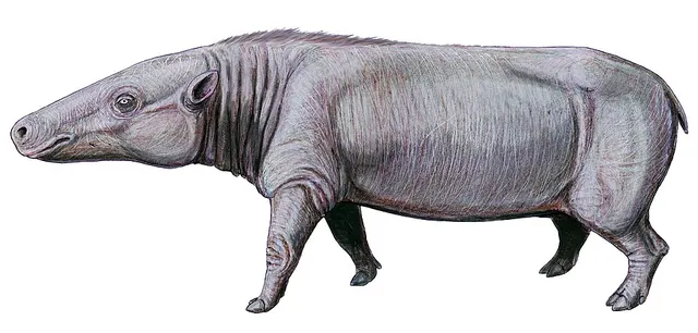 Anthracotheriidae