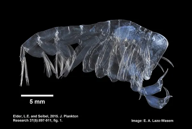 Phronima