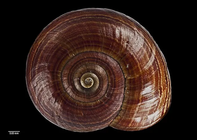 Powelliphanta hochstetteri anatokiensis