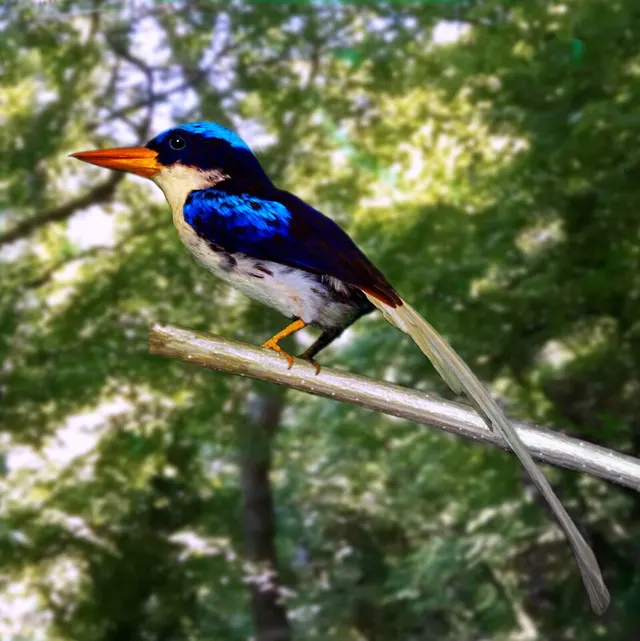 Kofiau paradise kingfisher
