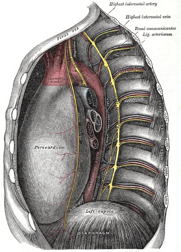 Intercostal veins