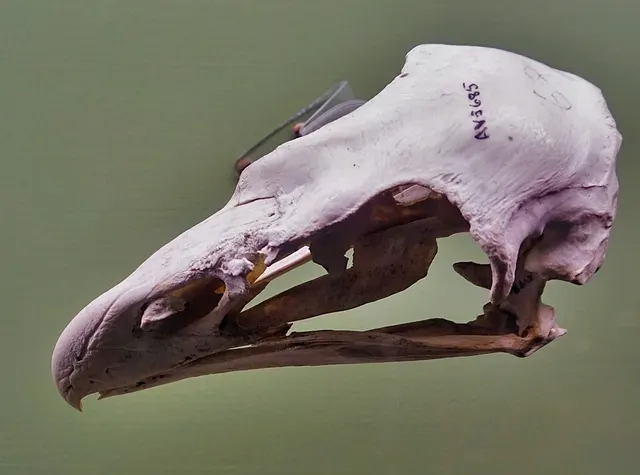 Aigle géant de Haast