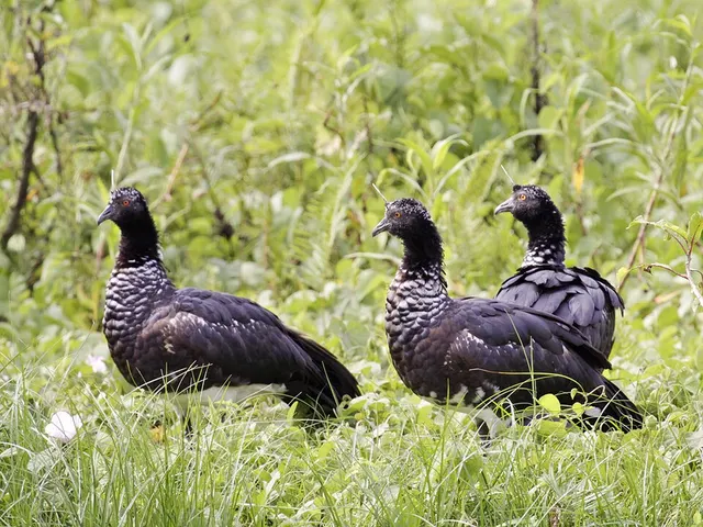 Horned screamer