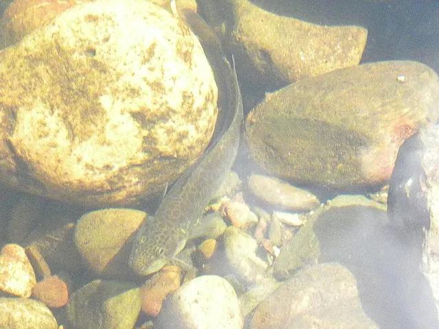Gadopsis