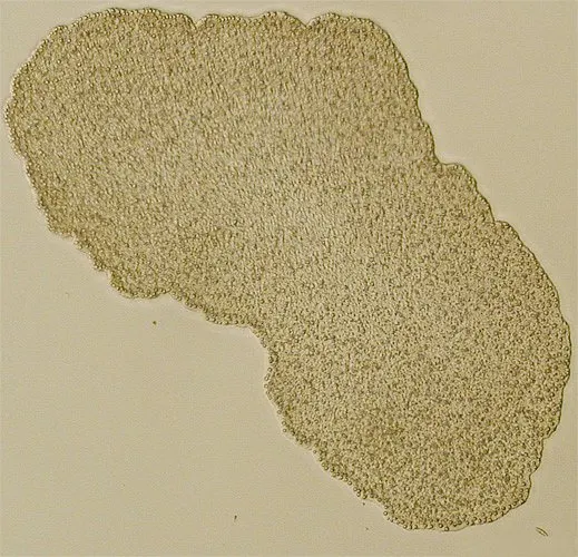 Agnotozoa