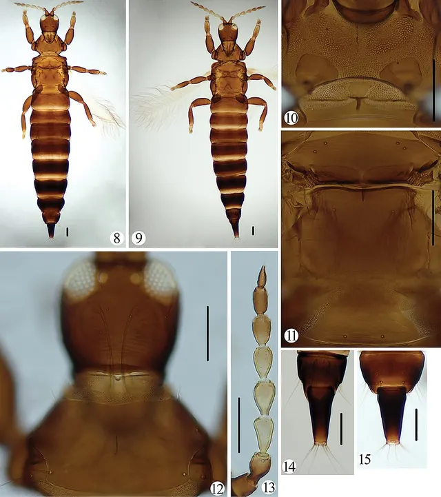 Phlaeothripinae
