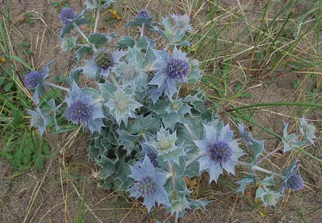 Eryngium maritimum