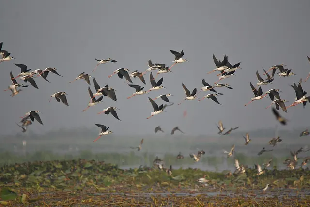 Flock