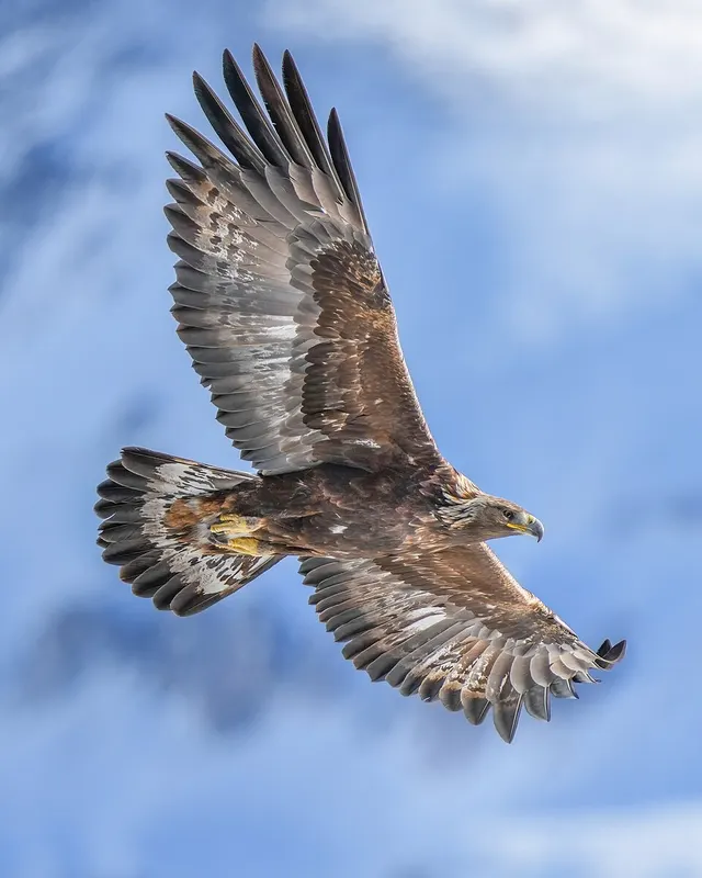 Golden eagle
