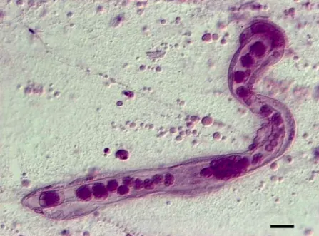 Dicyemida
