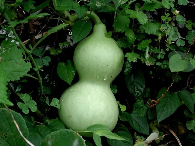 Lagenaria siceraria