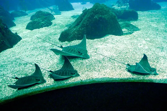 Eagle ray