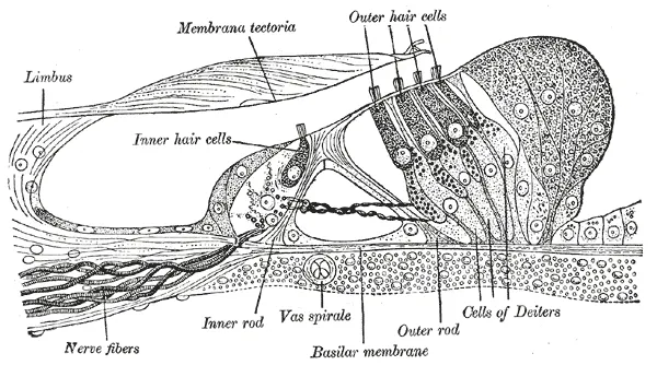 Hair cell