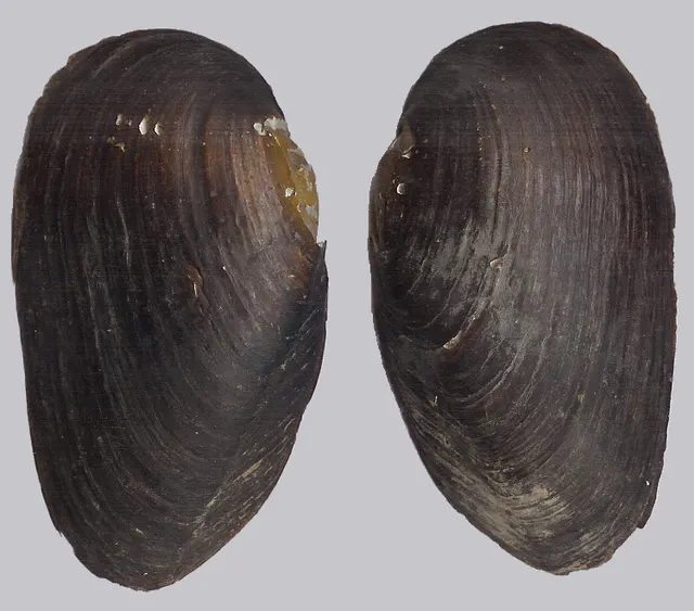 Moule perlière d'eau douce