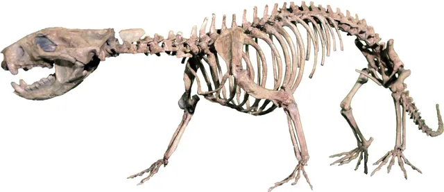 Didelphodon