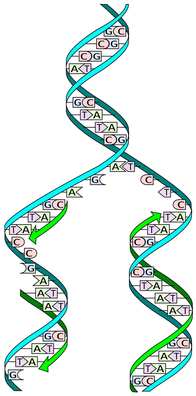 Réplication de l'ADN