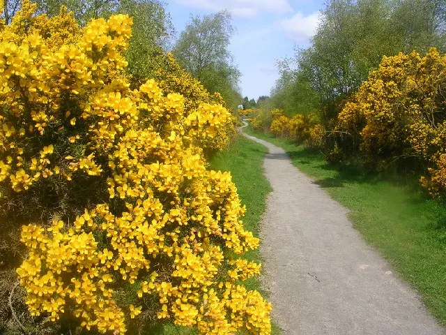 Scotstown Moor