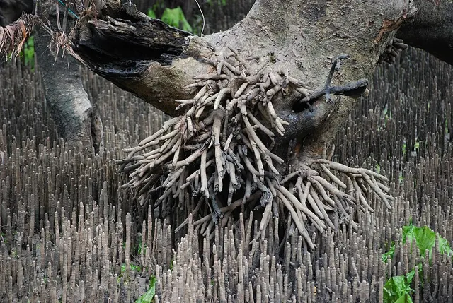 Aerial root