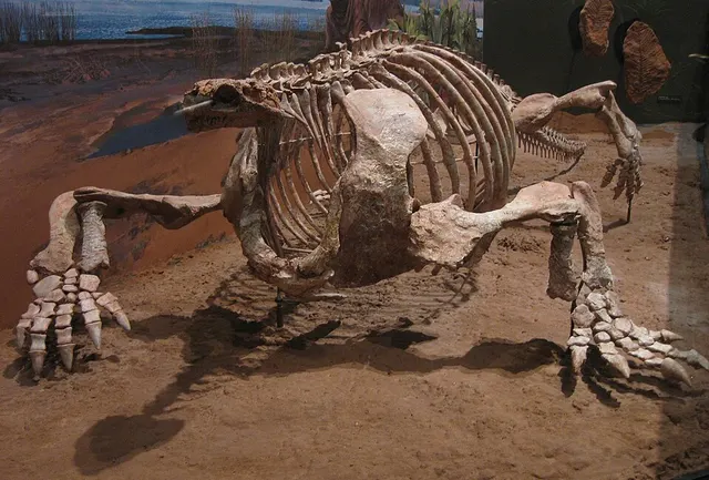 Cotylorhynchus