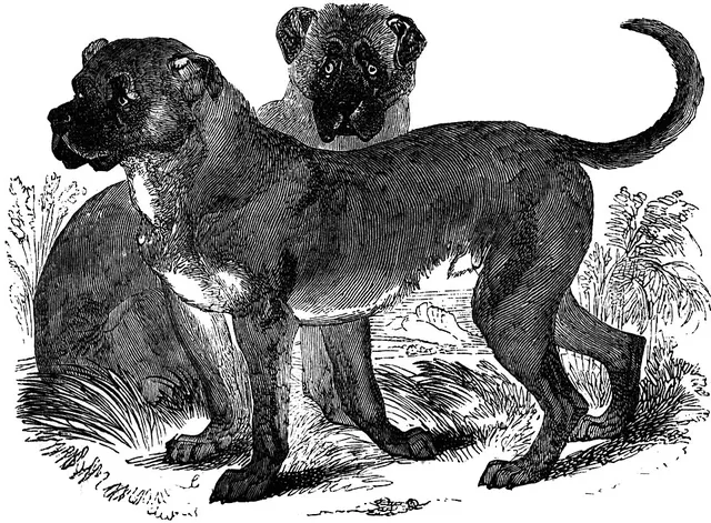 Dogue de Cuba