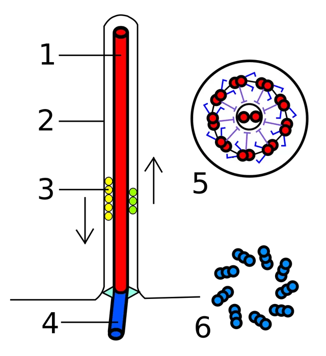 Basal body
