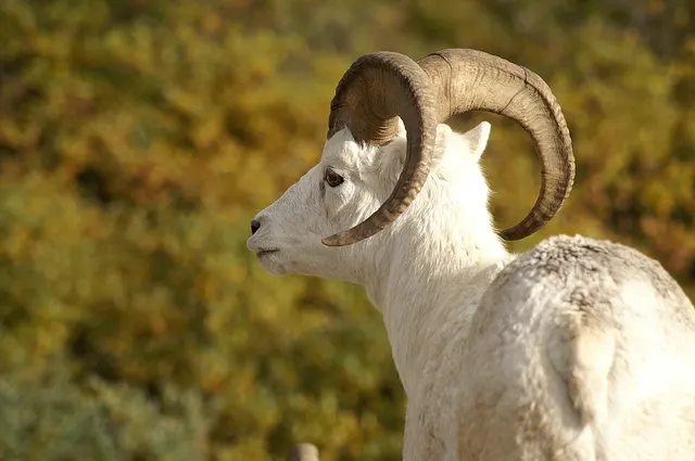 Mouflon de Dall