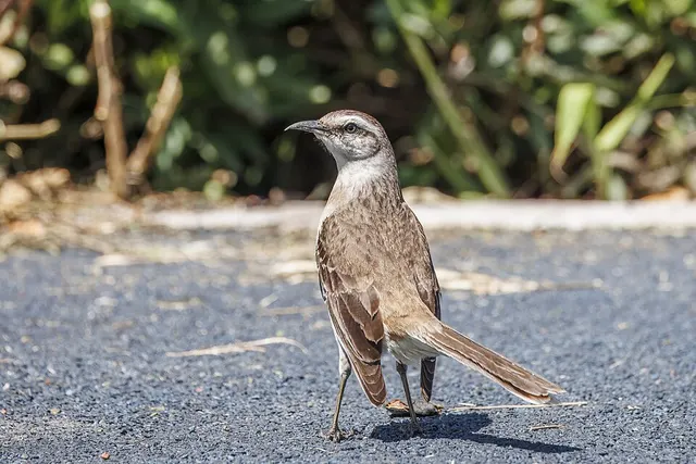 Chalk-browed mockingbird