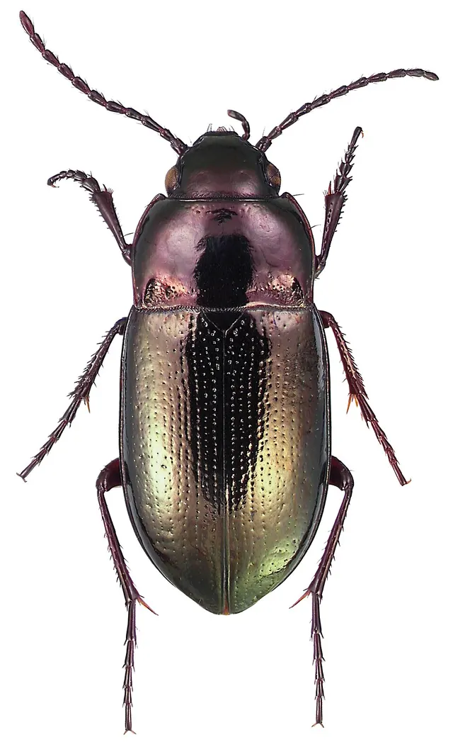 Trachypachidae