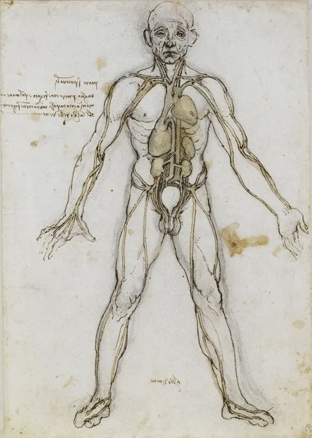 List of depressors of the human body