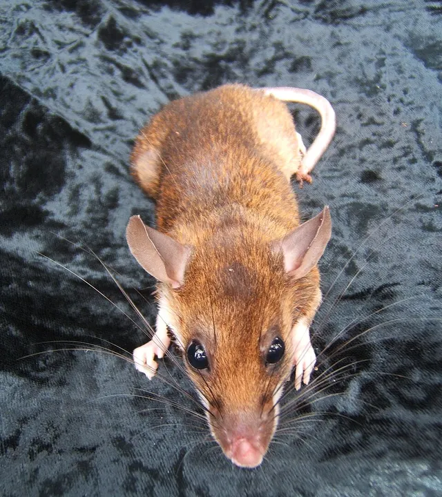 Maxomys