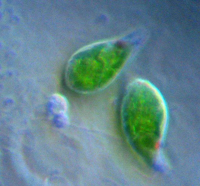 Euglenozoa