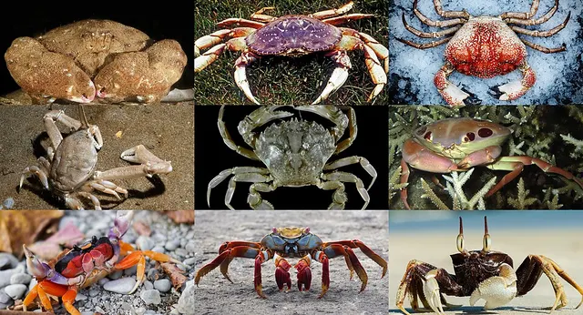 Brachyura