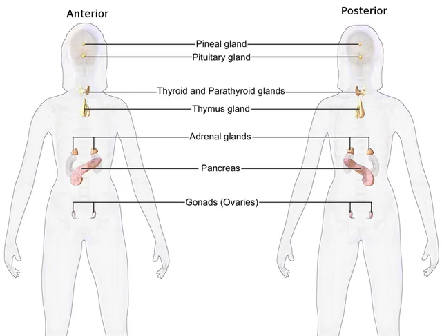 Endocrinologie