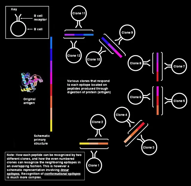 Polyclonal B cell response