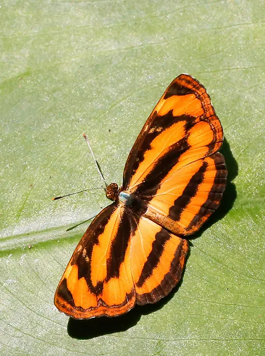 Pantoporia sandaka