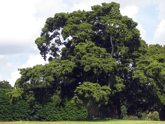 Podocarpus