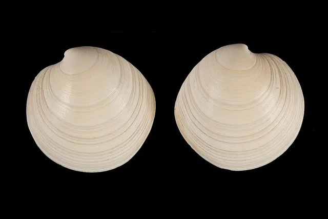 Dosinia subrosea