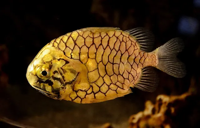Monocentridae