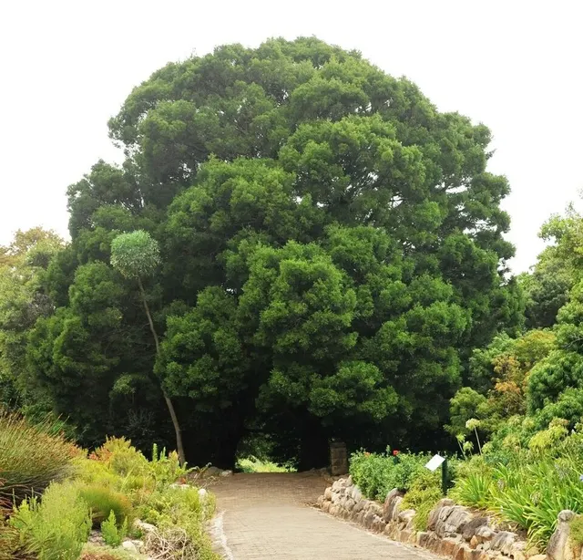 Afrocarpus