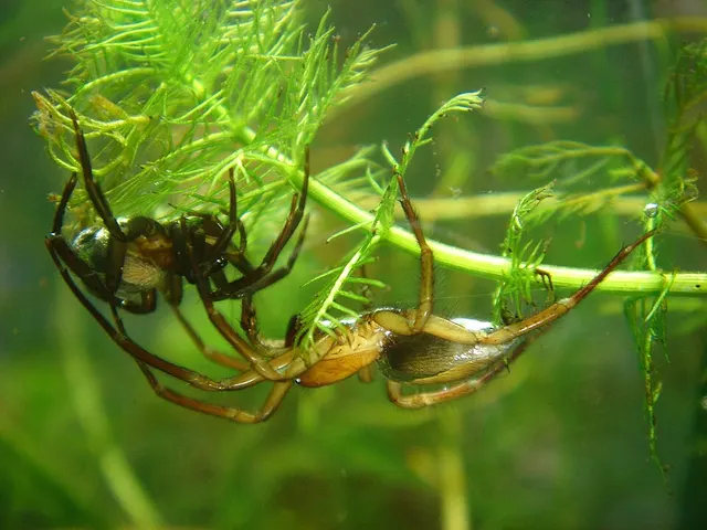 Argyroneta aquatica
