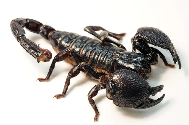 Pandinus imperator