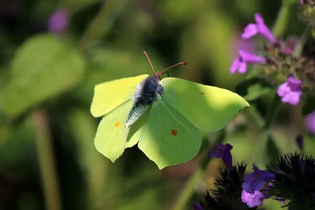 Gonepteryx rhamni