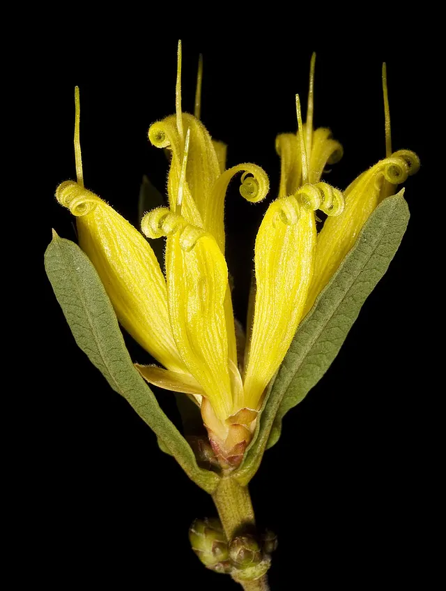 Lambertia multiflora