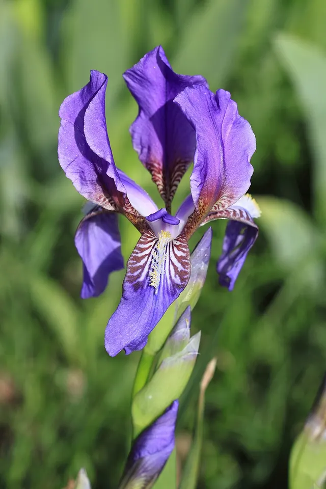 Iris albertii