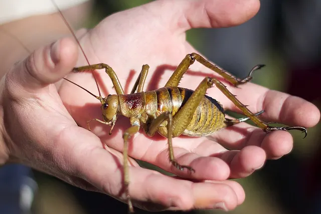 Weta géant