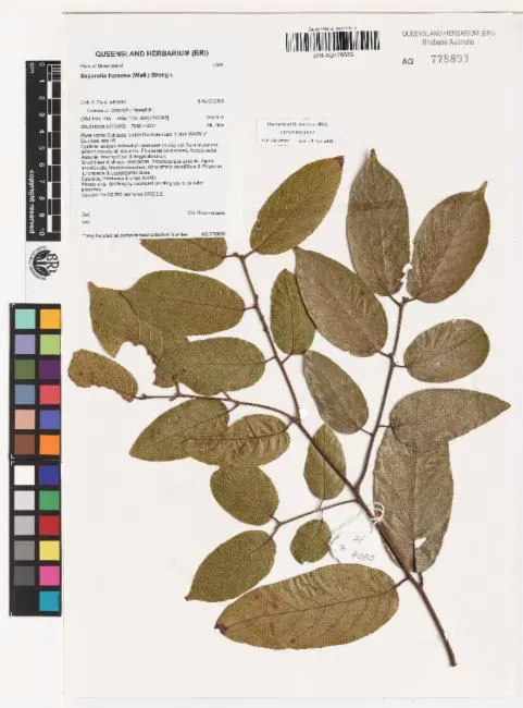 Sageretia hamosa