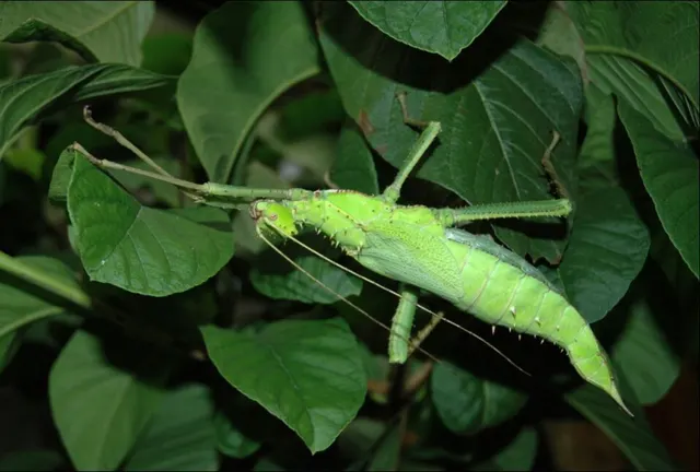 Heteropteryx